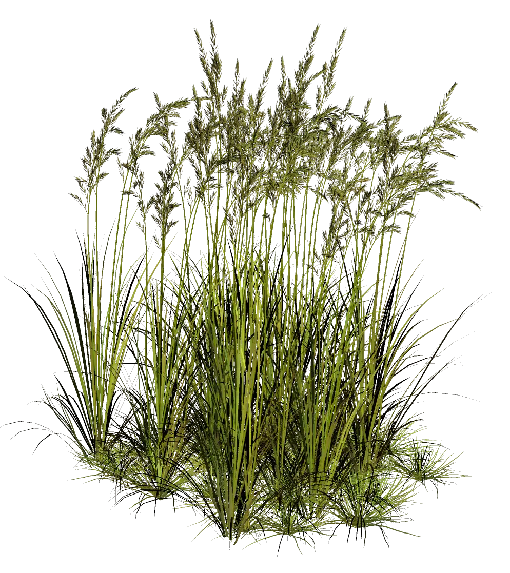 Tall Green Grass with Wild Stalks