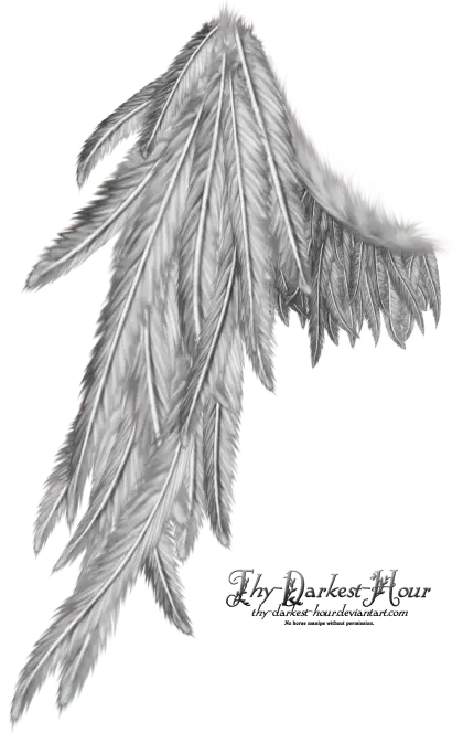 Gray Angel Wing Illustration with Feathery Details