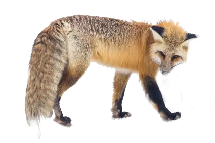 Majestic Red Fox in the Wild