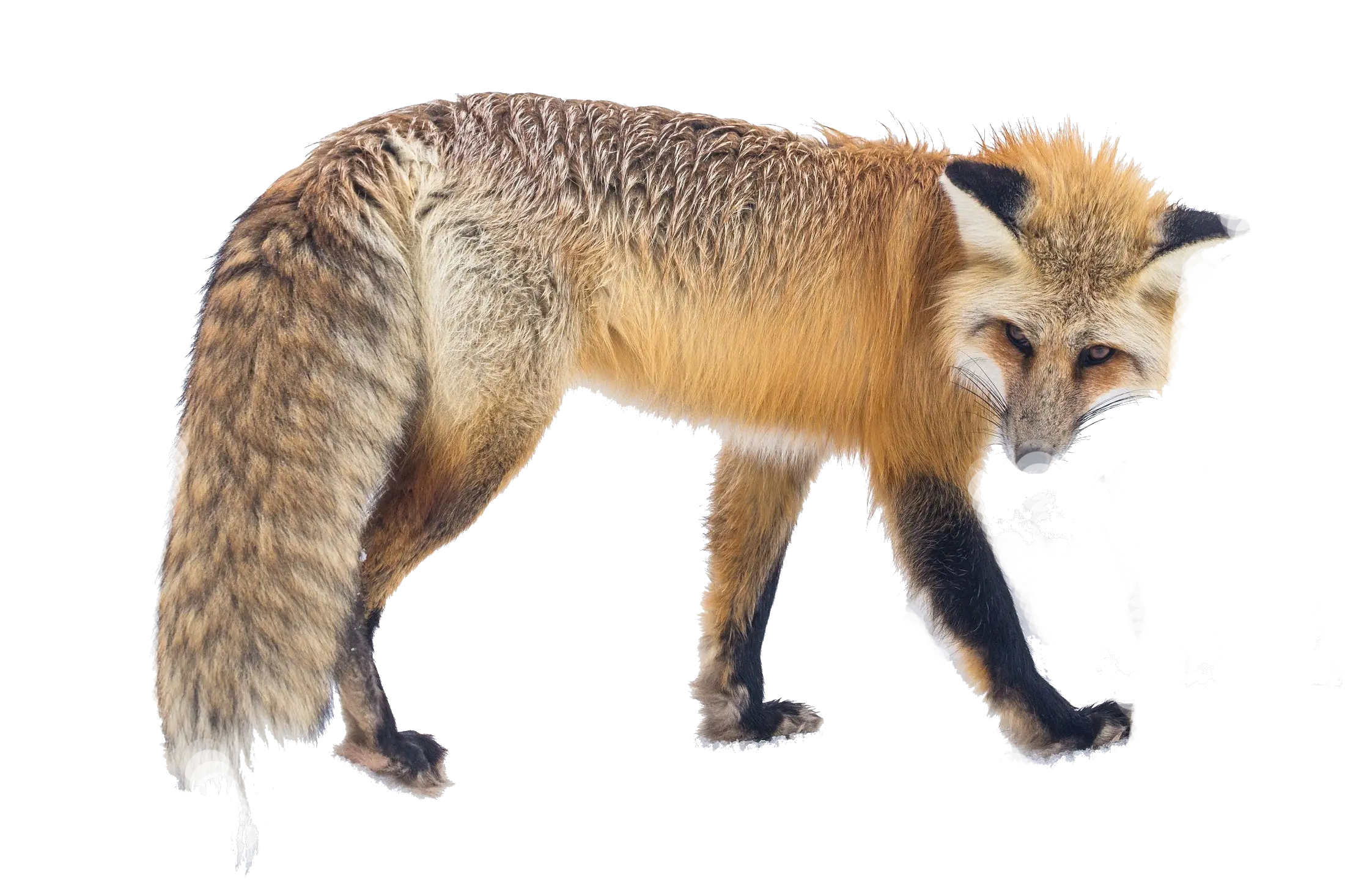 Majestic Red Fox in the Wild