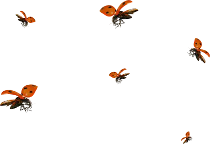 Group of Flying Ladybugs