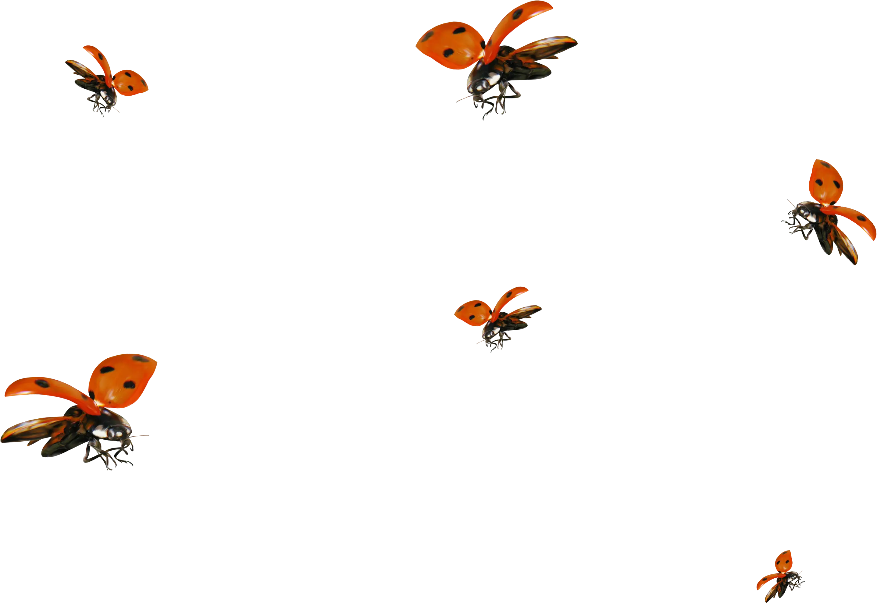 Group of Flying Ladybugs