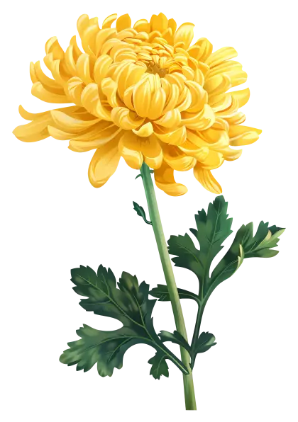 White Chrysanthemum Flower Bloom