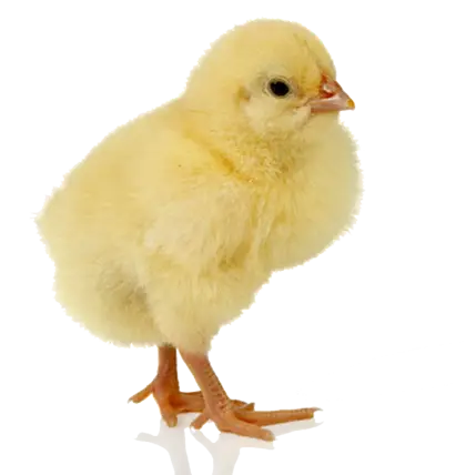 Yellow Chick on Transparent Background