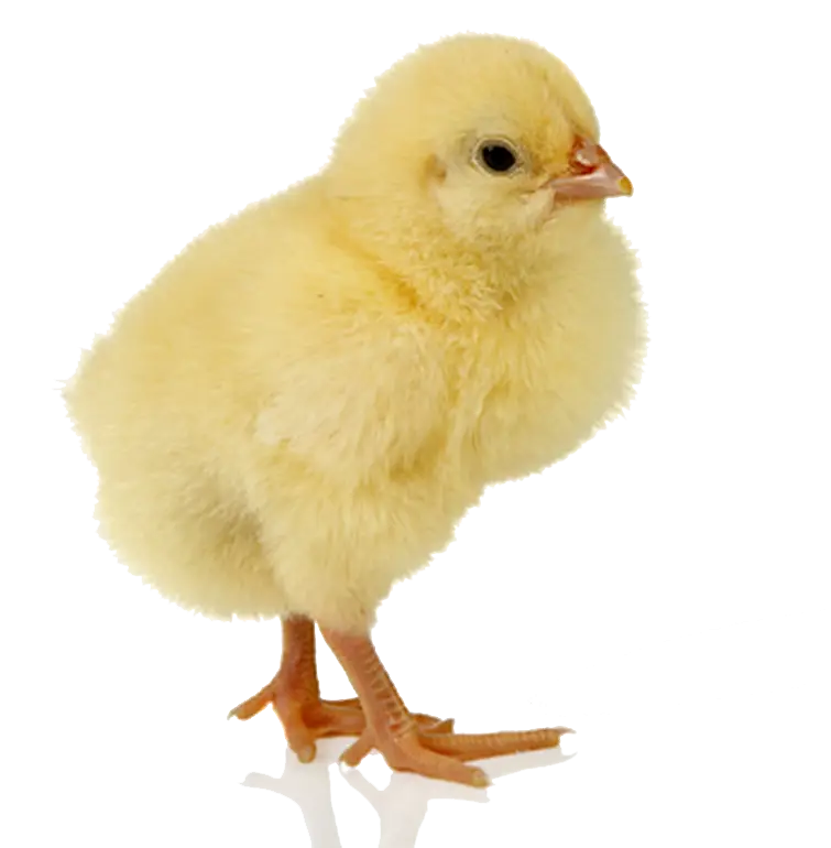 Yellow Chick on Transparent Background