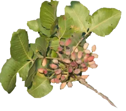 Pistachio Branch with Leaves and Nuts