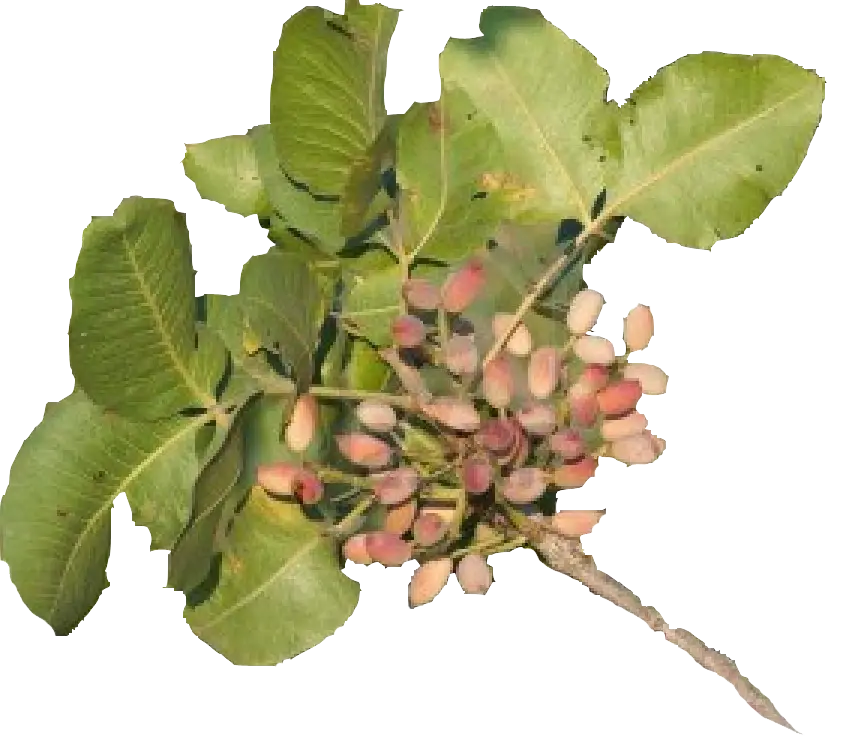 Pistachio Branch with Leaves and Nuts