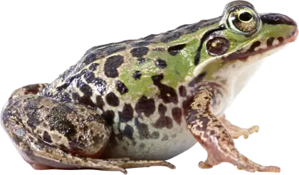 Green Spotted Frog with Realistic Details