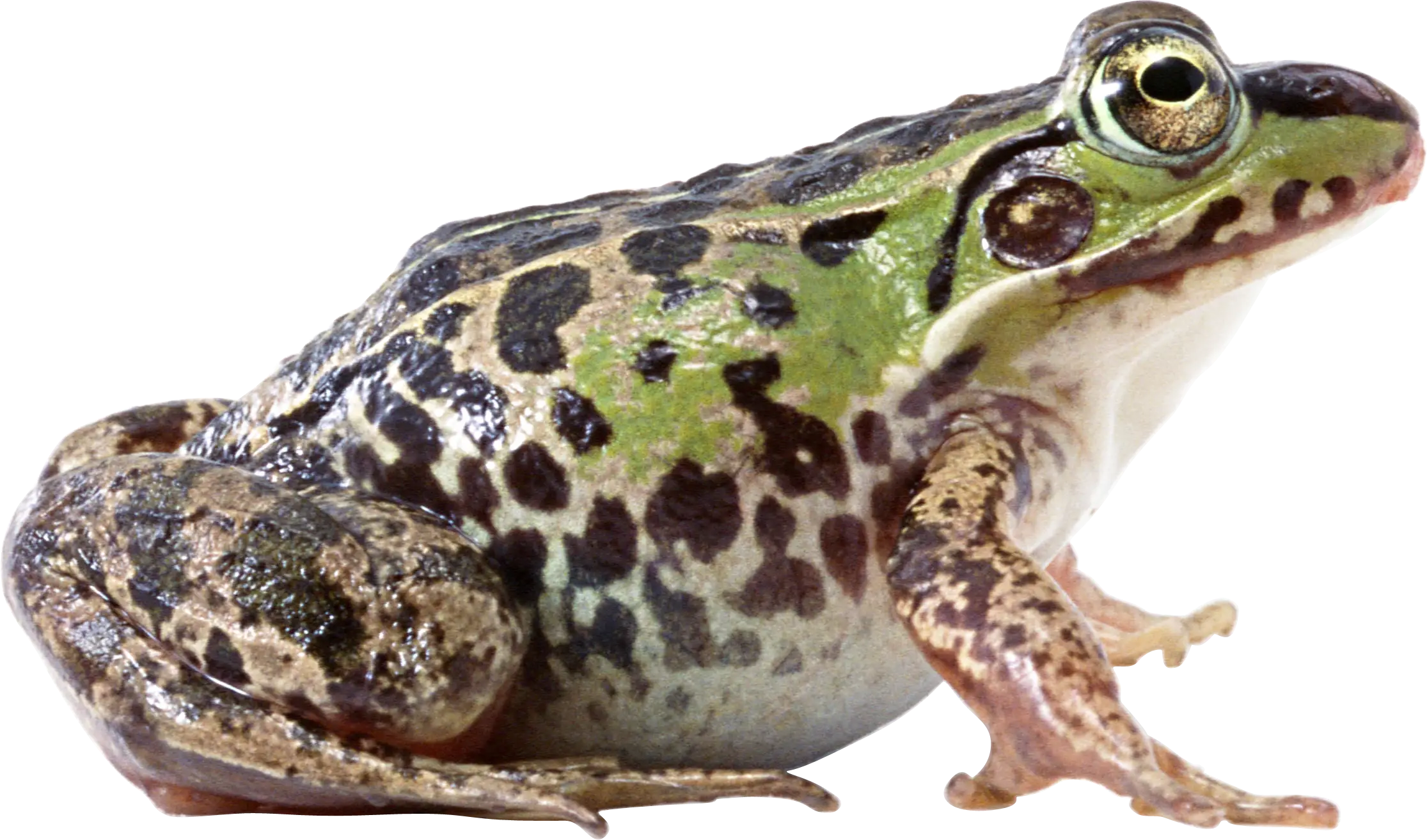 Green Spotted Frog with Realistic Details