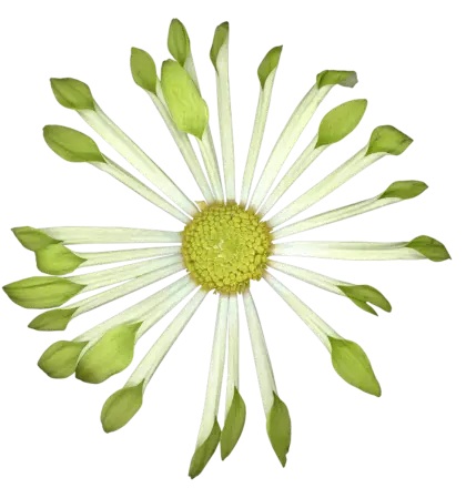 Green Daisy Illustration Design