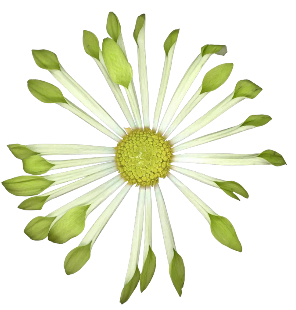 Green Daisy Illustration Design
