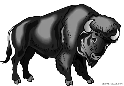 Bison or Buffalo Illustration in Black and White
