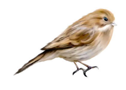 Small Bird Illustration