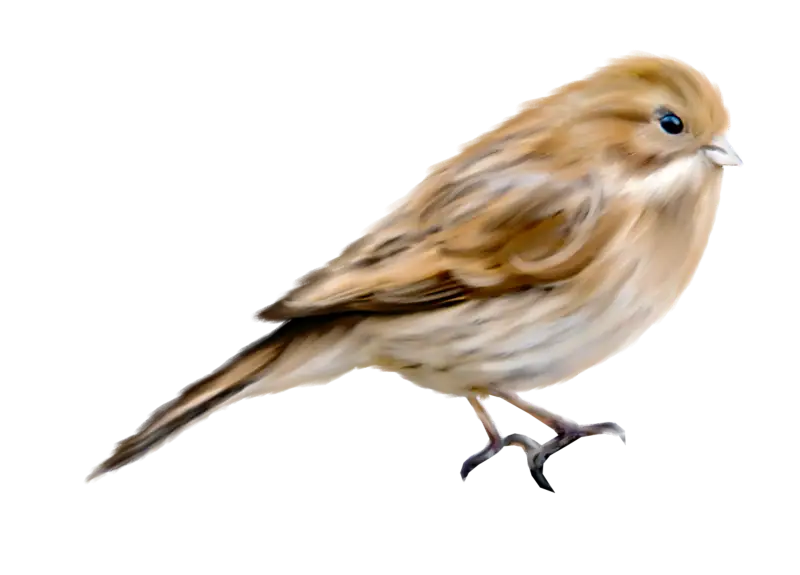 Small Bird Illustration
