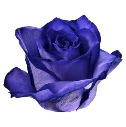 Elegant Blue Rose with Vibrant Petals