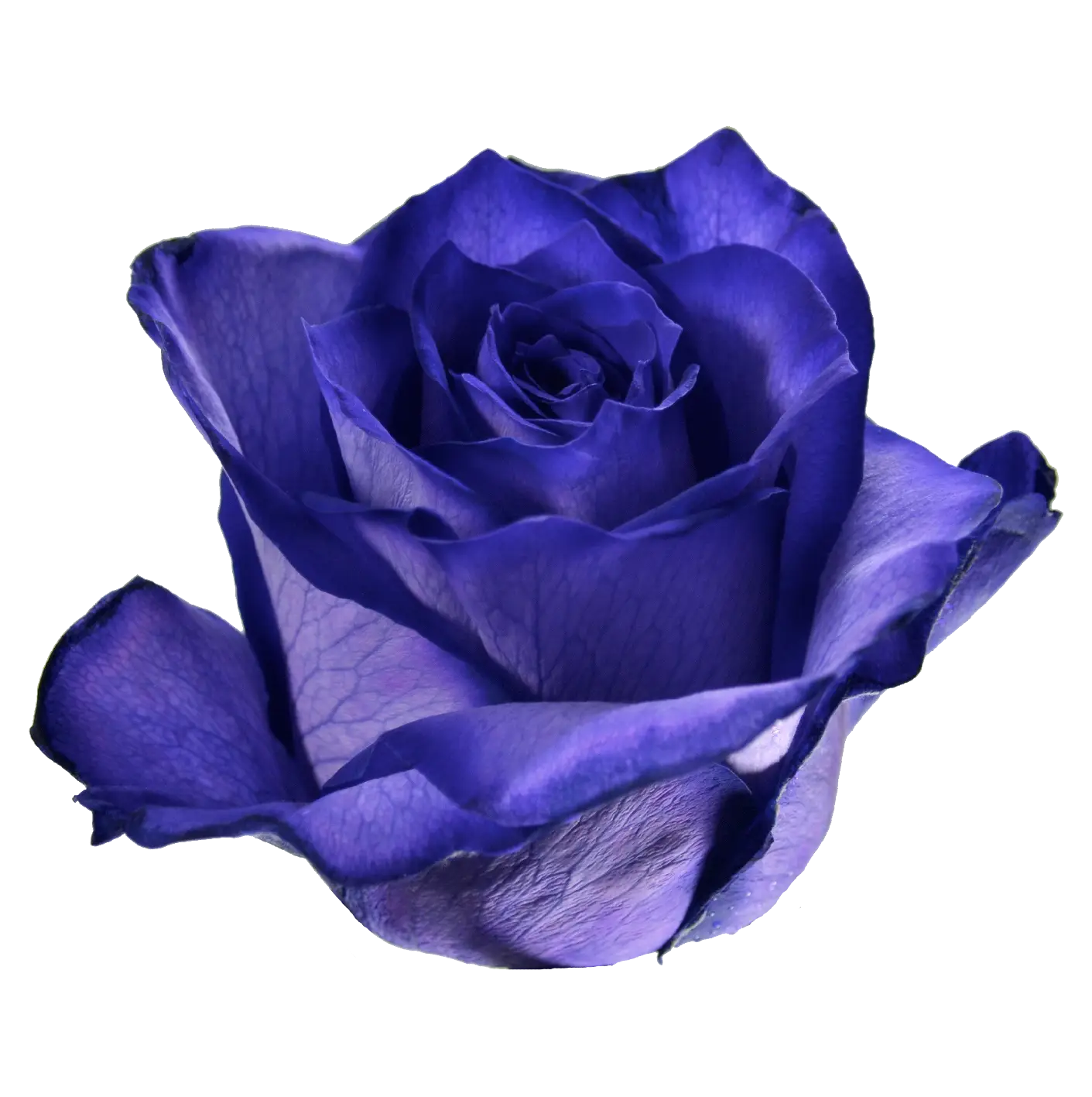 Elegant Blue Rose with Vibrant Petals