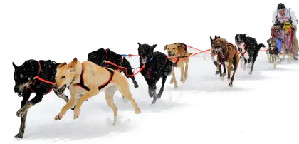 Dog Sledding in Snow