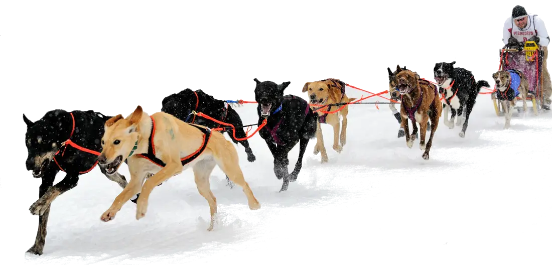 Dog Sledding in Snow