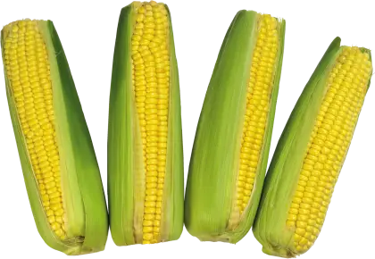 Fresh Corn with Green Husks Illustration