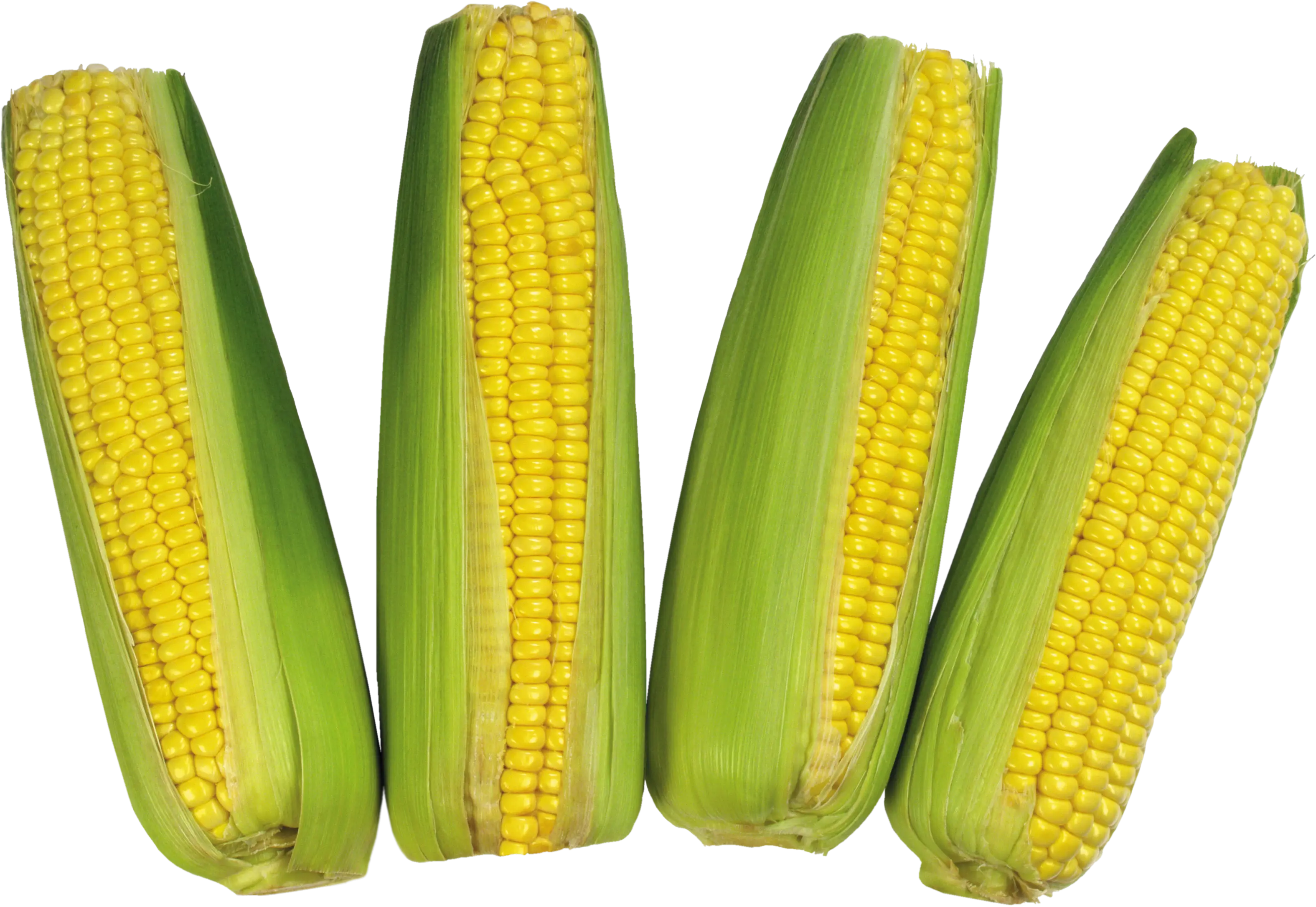 Fresh Corn with Green Husks Illustration