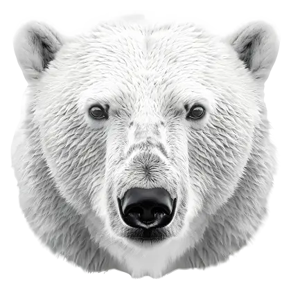 Polar Bear Face Illustration