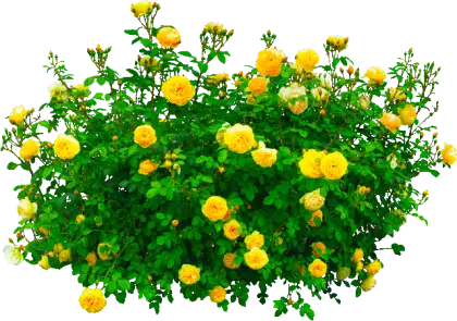 Vibrant Yellow Rose Bush in Bloom