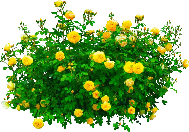 Vibrant Yellow Rose Bush in Bloom
