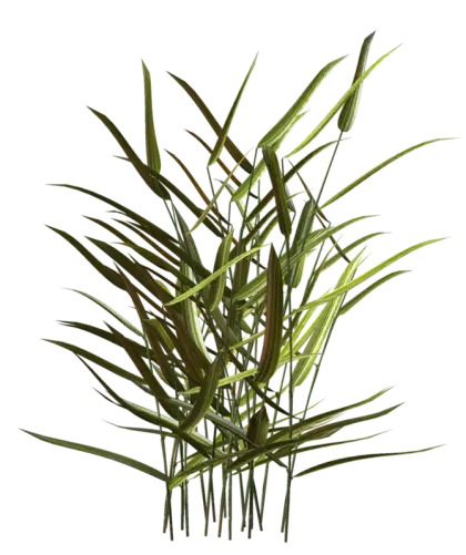 Tall Green Plant with Long Leaves