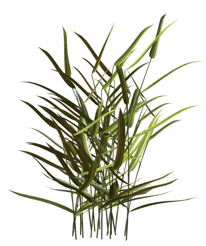 Tall Green Plant with Long Leaves