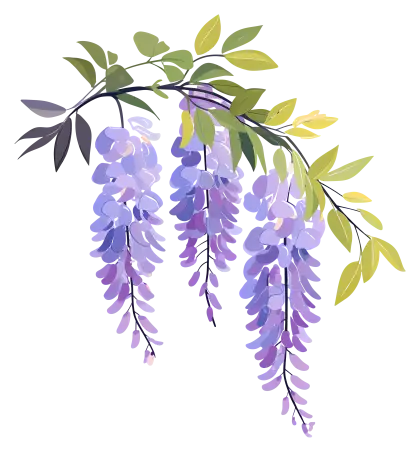 Blooming Wisteria with Leaves