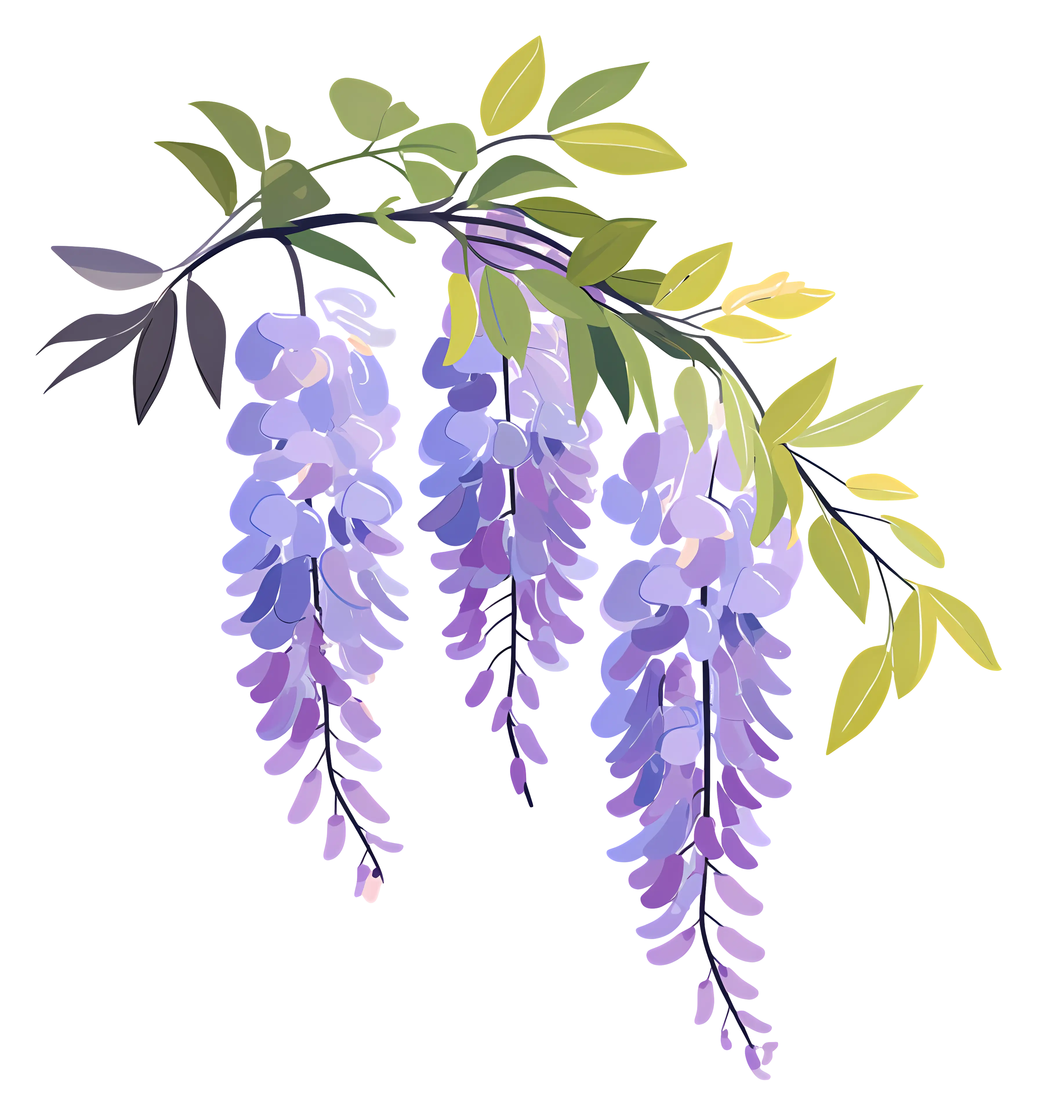 Blooming Wisteria with Leaves