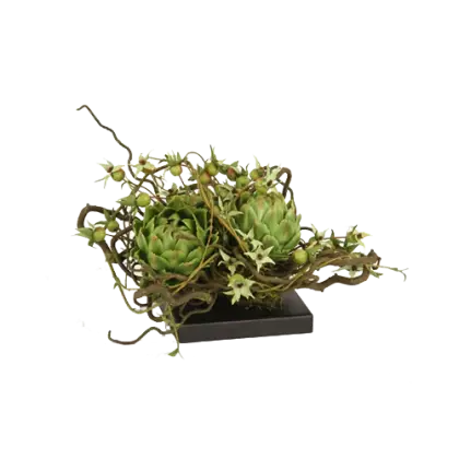 Green Succulent Plant in Decorative Arrangement