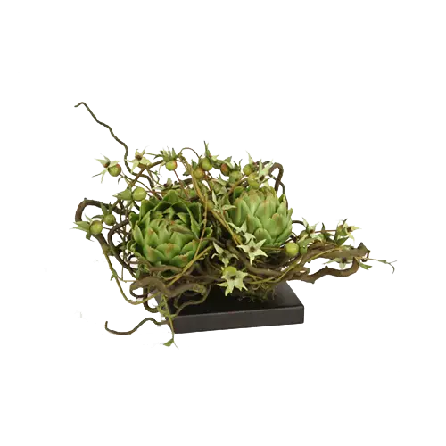 Green Succulent Plant in Decorative Arrangement