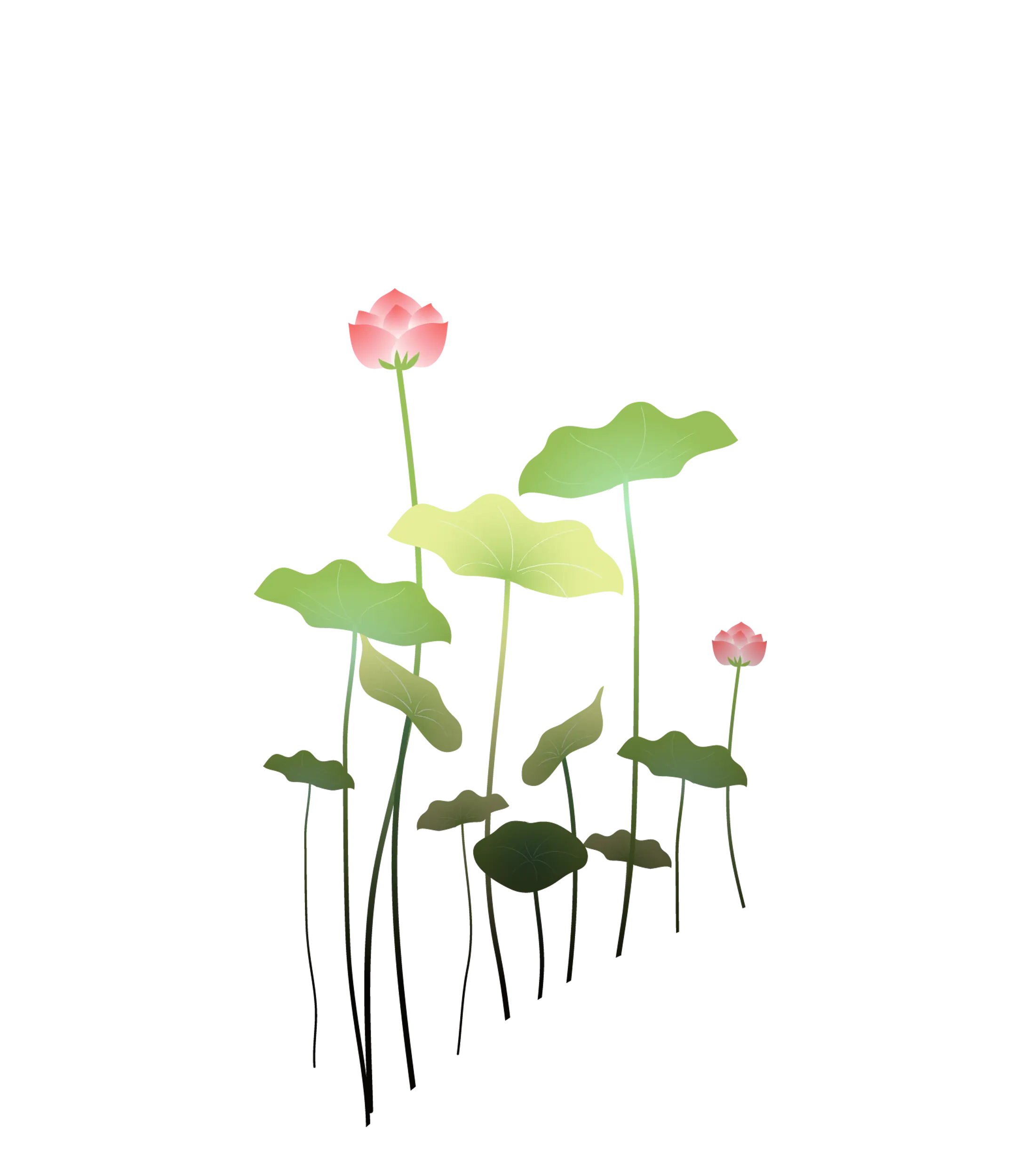 Lotus Flowers with Green Leaves Illustration