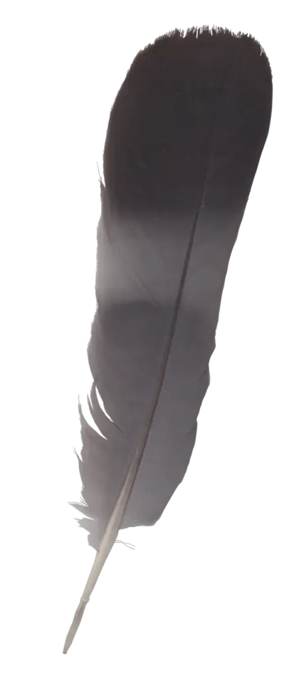 Black Feather with Smooth Texture