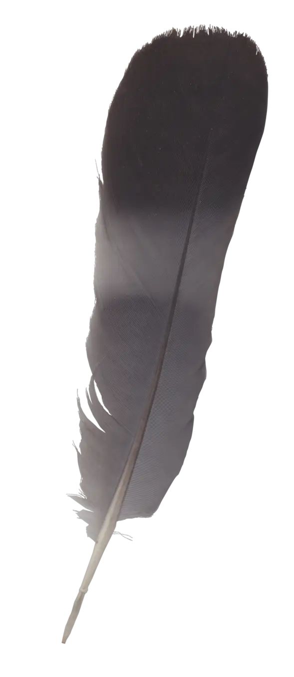 Black Feather with Smooth Texture