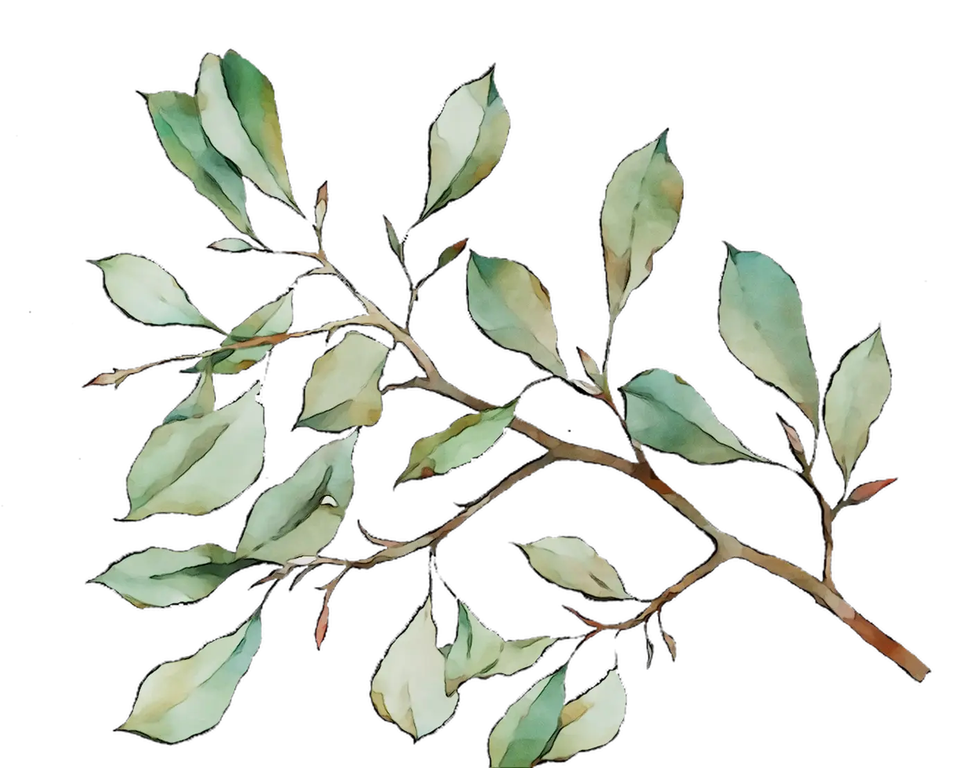 Green Leafy Branch Watercolor Illustration