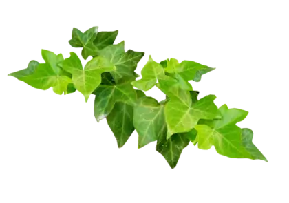 Green Ivy Leaves Illustration