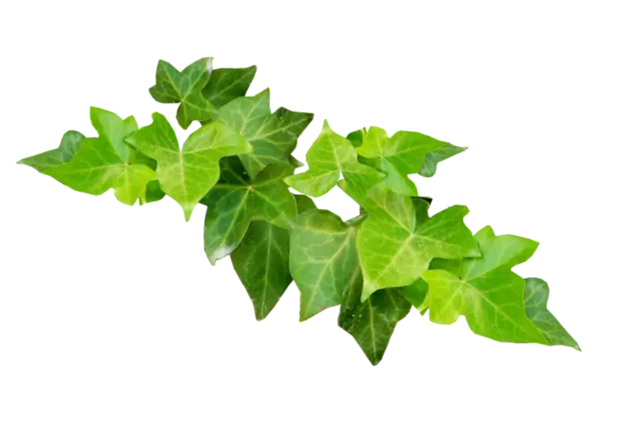 Green Ivy Leaves Illustration