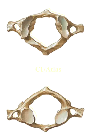 Atlas Vertebra Anatomy