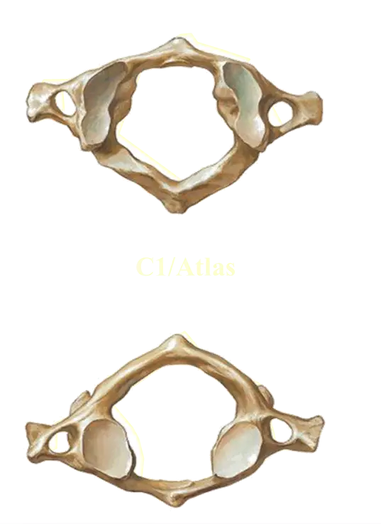 Atlas Vertebra Anatomy