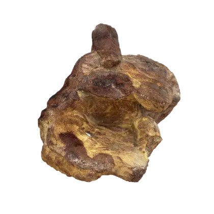 Natural Wooden Truffle for Culinary Use