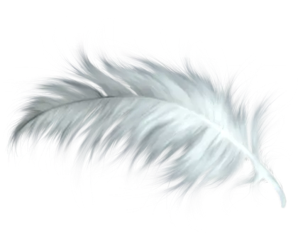 Soft White Feather with Gentle Appearance
