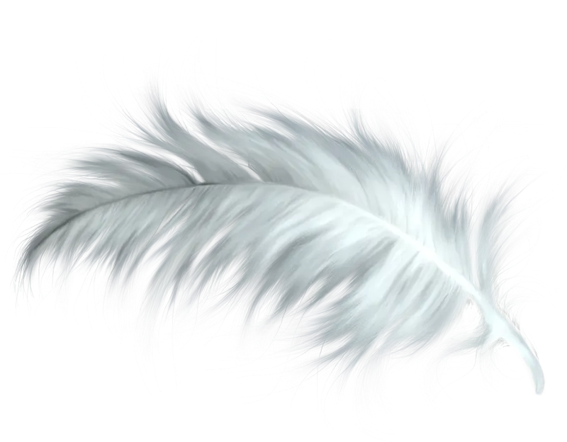 Soft White Feather with Gentle Appearance