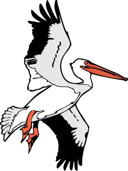 Flying Pelican Illustration