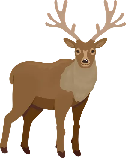 Illustration of Brown Deer with Antlers