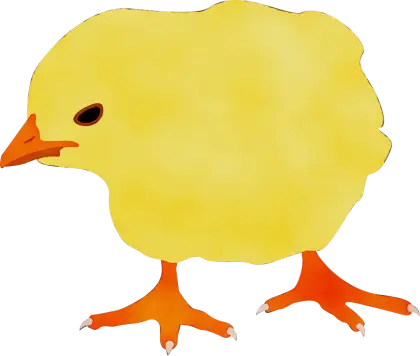 Yellow Chick Cartoon Illustration