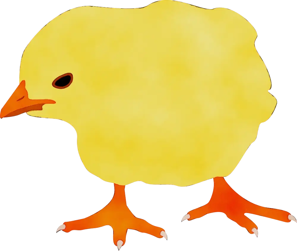 Yellow Chick Cartoon Illustration