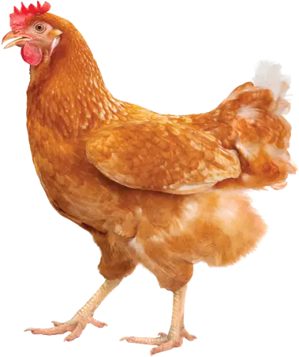 Brown Hen on a Clear Background