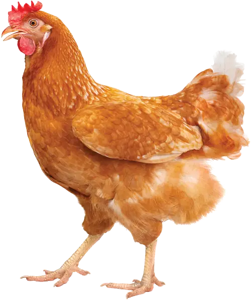 Brown Hen on a Clear Background